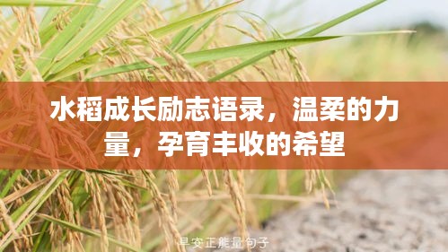 水稻成长励志语录,温柔的力量,孕育丰收的希望