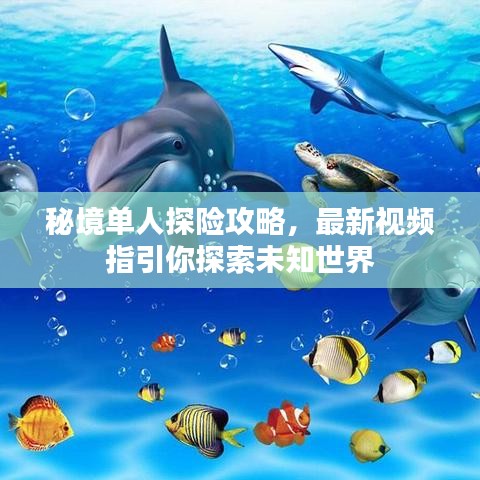 秘境单人探险攻略,最新视频指引你探索未知世界