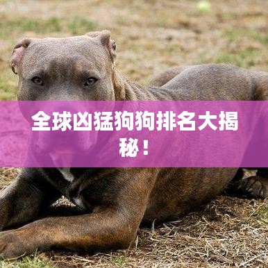 全球凶猛狗狗排名大揭秘!
