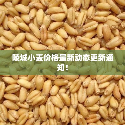 陵城小麦价格最新动态更新通知!