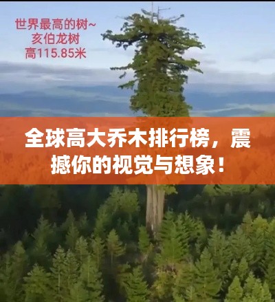 全球高大乔木排行榜,震撼你的视觉与想象!