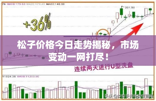 松子价格今日走势揭秘,市场变动一网打尽!