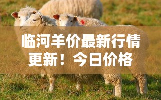 临河羊价最新行情更新!今日价格走势大揭秘