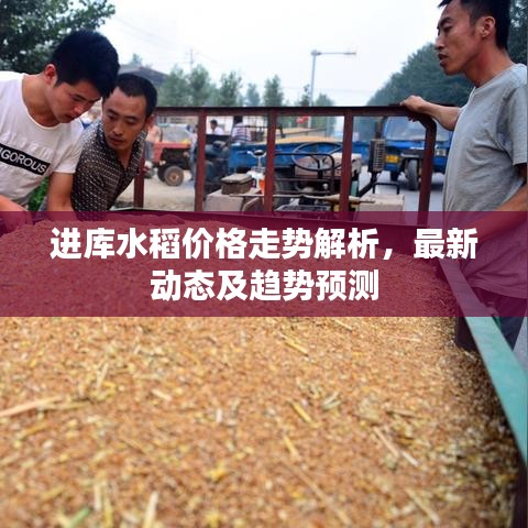 进库水稻价格走势解析,最新动态及趋势预测
