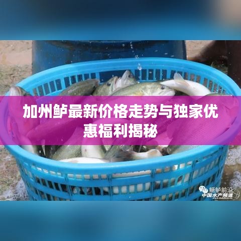 加州鲈最新价格走势与独家优惠福利揭秘