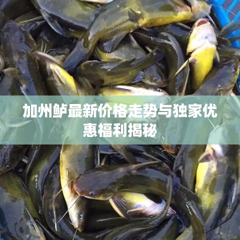 加州鲈最新价格走势与独家优惠福利揭秘