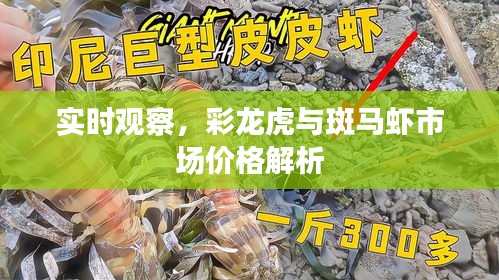实时观察,彩龙虎与斑马虾市场价格解析