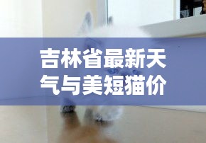 吉林省最新天气与美短猫价格资讯