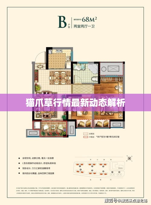 猫爪草行情最新动态解析