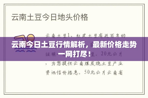 云南今日土豆行情解析,最新价格走势一网打尽!