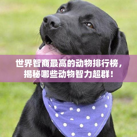 世界智商最高的动物排行榜,揭秘哪些动物智力超群!