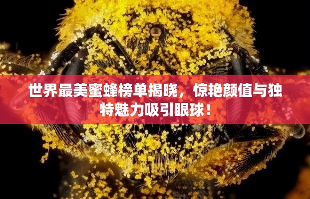 世界最美蜜蜂榜单揭晓,惊艳颜值与独特魅力吸引眼球!