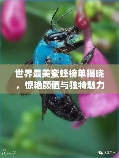 世界最美蜜蜂榜单揭晓,惊艳颜值与独特魅力吸引眼球!