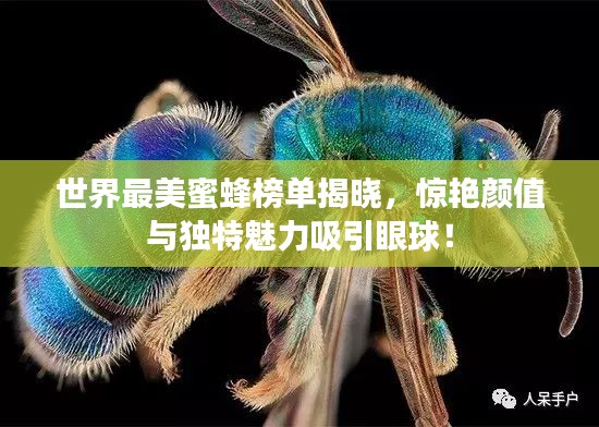 世界最美蜜蜂榜单揭晓,惊艳颜值与独特魅力吸引眼球!
