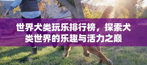 世界犬类玩乐排行榜,探索犬类世界的乐趣与活力之巅