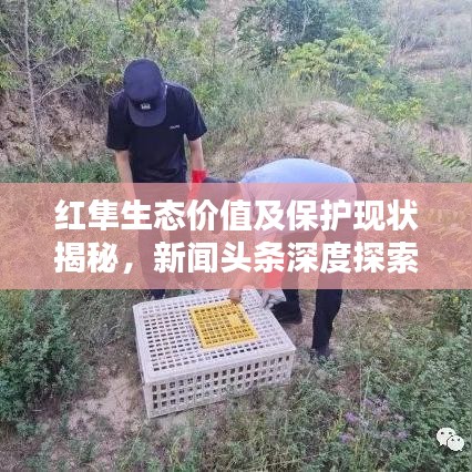 红隼生态价值及保护现状揭秘,新闻头条深度探索