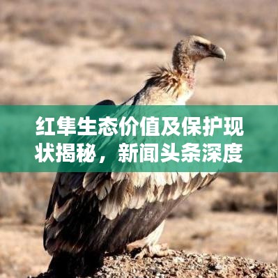 红隼生态价值及保护现状揭秘,新闻头条深度探索