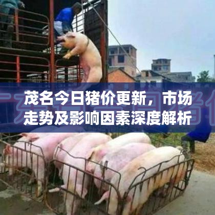 茂名今日猪价更新,市场走势及影响因素深度解析