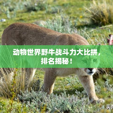 动物世界野牛战斗力大比拼,排名揭秘!