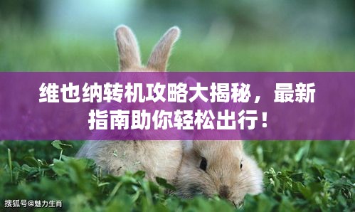 维也纳转机攻略大揭秘,最新指南助你轻松出行!