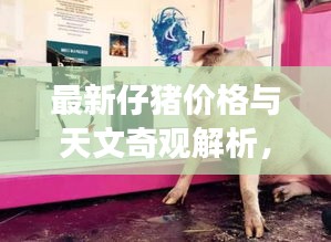 最新仔猪价格与天文奇观解析,地球实时天文现象对仔猪市场的影响分析