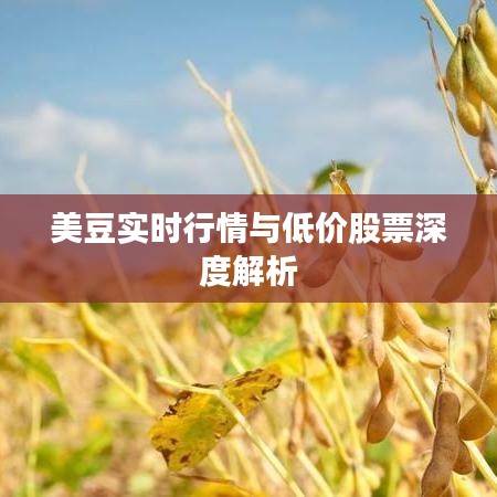 美豆实时行情与低价股票深度解析