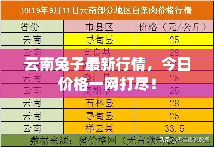 云南兔子最新行情,今日价格一网打尽!