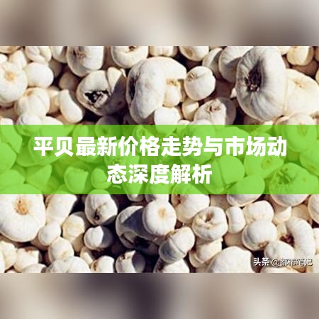 平贝最新价格走势与市场动态深度解析