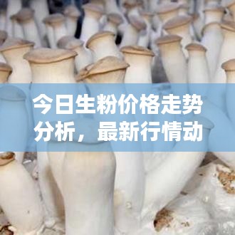 今日生粉价格走势分析，最新行情动态揭秘
