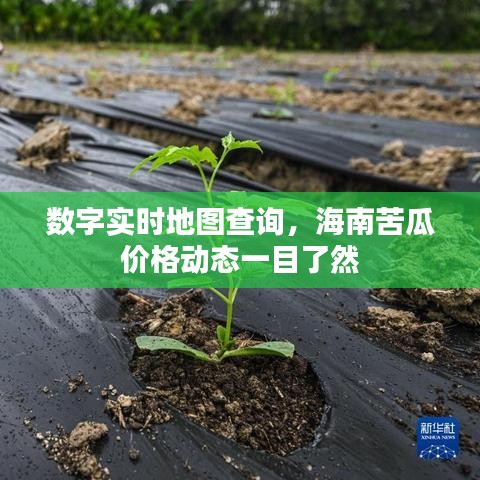 数字实时地图查询,海南苦瓜价格动态一目了然