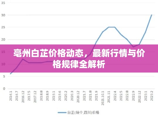 亳州白芷价格动态,最新行情与价格规律全解析