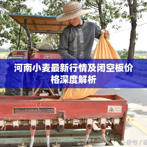 河南小麦最新行情及闭空板价格深度解析