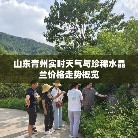 山东青州实时天气与珍稀水晶兰价格走势概览