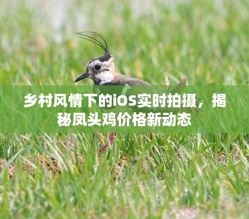 乡村风情下的iOS实时拍摄,揭秘凤头鸡价格新动态