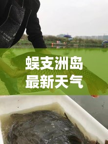 蜈支洲岛最新天气与东莞草鱼价格走势,一手资讯掌握!