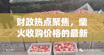 财政热点聚焦,柴火收购价格的最新动态分析