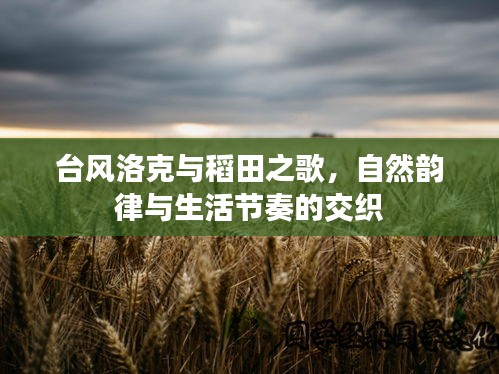台风洛克与稻田之歌,自然韵律与生活节奏的交织
