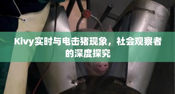 Kivy实时与电击猪现象,社会观察者的深度探究