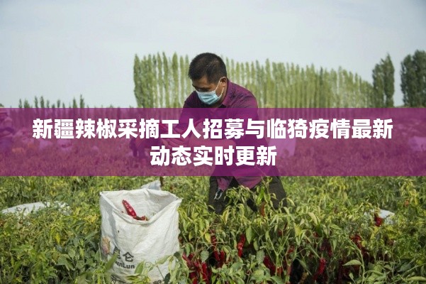 新疆辣椒采摘工人招募与临猗疫情最新动态实时更新