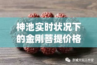 神池实时状况下的金刚菩提价格解析