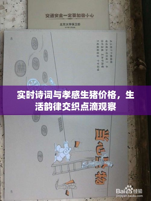 实时诗词与孝感生猪价格，生活韵律交织点滴观察