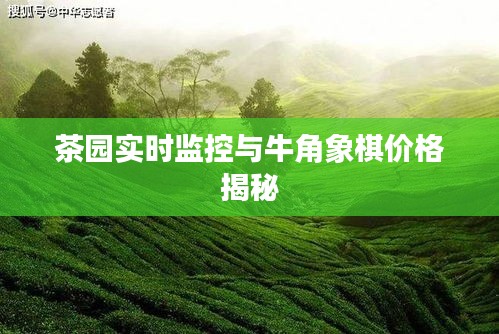 茶园实时监控与牛角象棋价格揭秘