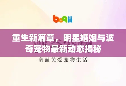 重生新篇章,明星婚姻与波奇宠物最新动态揭秘