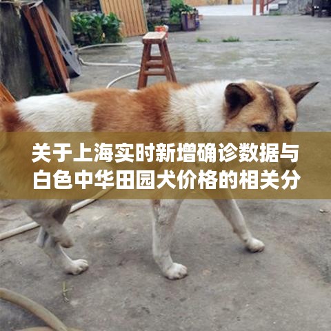 关于上海实时新增确诊数据与白色中华田园犬价格的相关分析