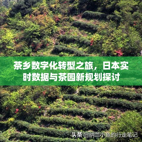 茶乡数字化转型之旅,日本实时数据与茶园新规划探讨