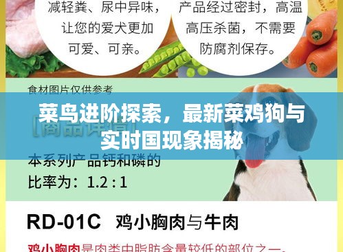 菜鸟进阶探索,最新菜鸡狗与实时国现象揭秘
