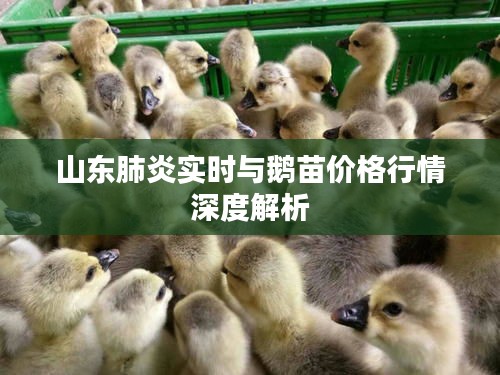 山东肺炎实时与鹅苗价格行情深度解析