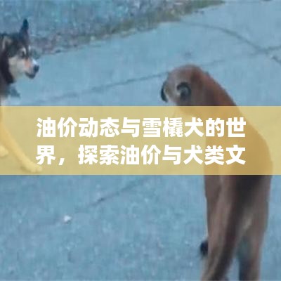 油价动态与雪橇犬的世界,探索油价与犬类文化的神秘交织