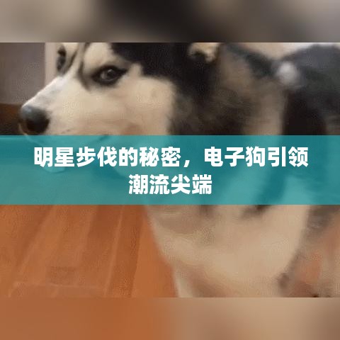 明星步伐的秘密,电子狗引领潮流尖端