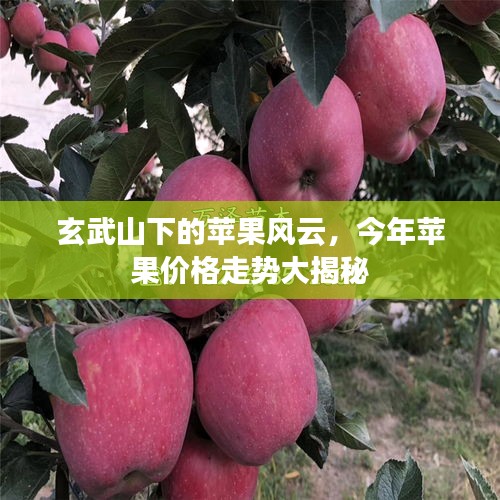 玄武山下的苹果风云,今年苹果价格走势大揭秘